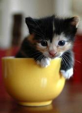 Kaffee-Kätzchen